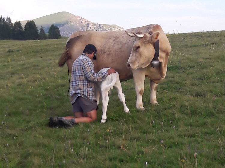 Thierry et ses vaches