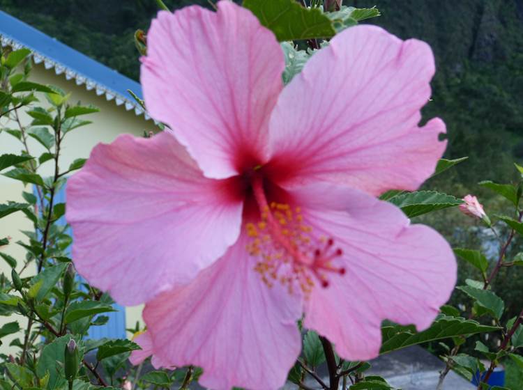 L'Orée du Maïdo - fleur d'hibiscus