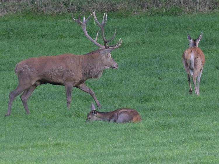 Herten brullen - Brame du cerf - Hirschbrüllen - Deer bellow