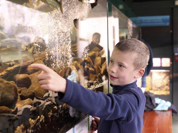 aquariums-poisson-riviere-hotton