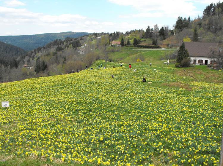 champs de jonquilles dans les Vosges