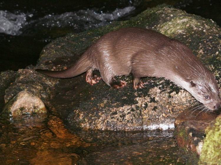 La loutre animal emblématique des gorges de la Dordogne