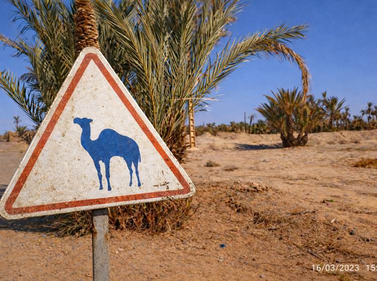 Passage de dromadaires !