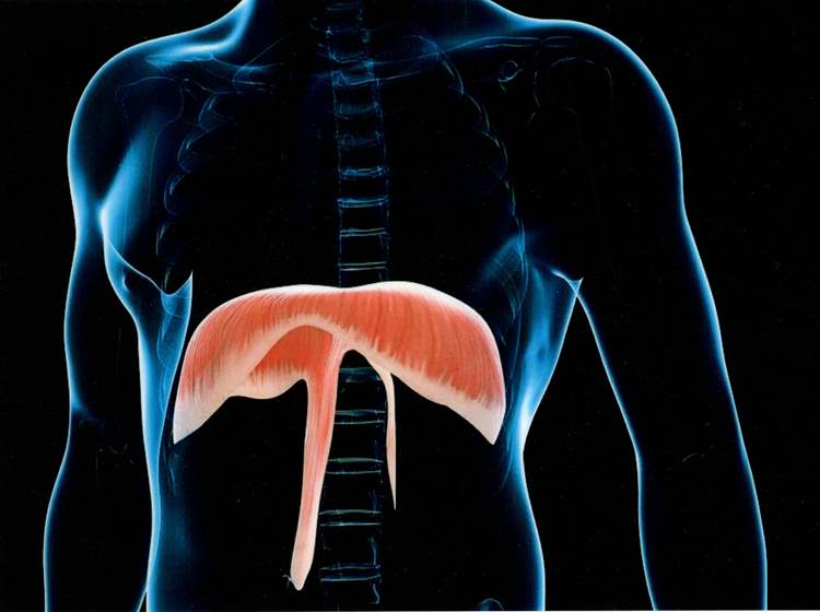 Le diaphragme, ce pilier de notre respiration se bloque sous l'effet du stress-page