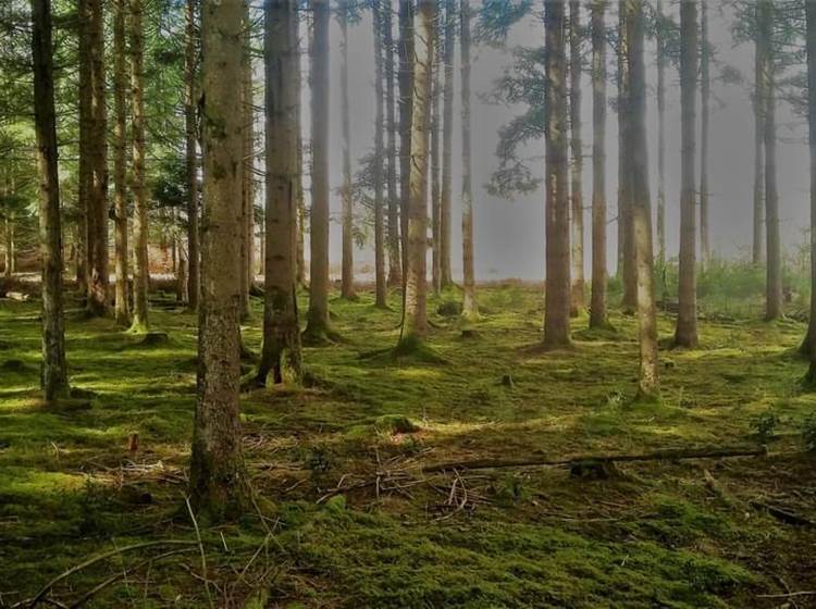 moussedesbois-forêt-printemps-nature-environnement-chambredhôte-hautecorrèze