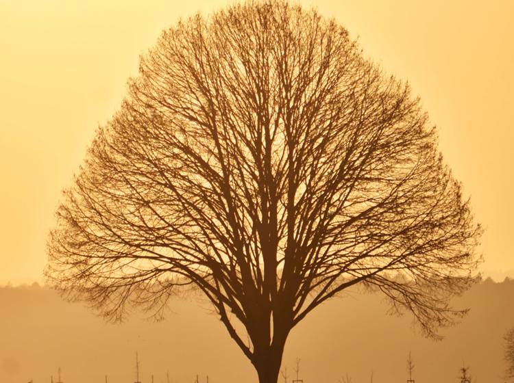 Il a perdu ses feuilles mais reste majestueux