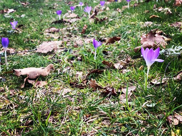 crocus-fleursprintannières-chambredhôtes-hautecorrèze