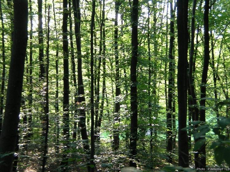 Grande forêt de Saint-Hubert