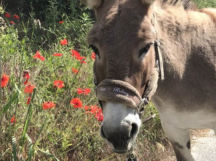 L'Ane de Provence - Parc animalier de Serre-Ponçon