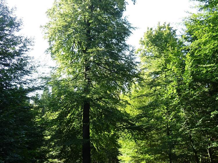 promenade dans les bois à proximité