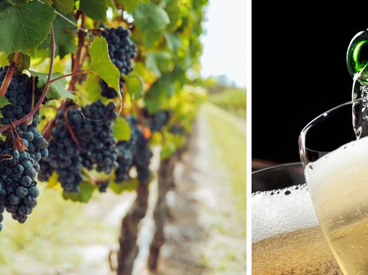 www.aupetitdragon.be - Mons et l'émergence de vignobles pour ses vins effervescents