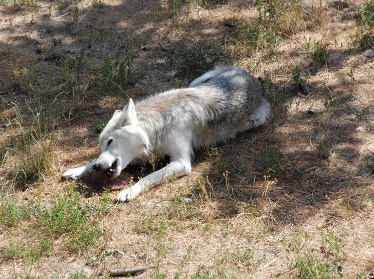 Les Chalets de la Margeride: Le repas du loup