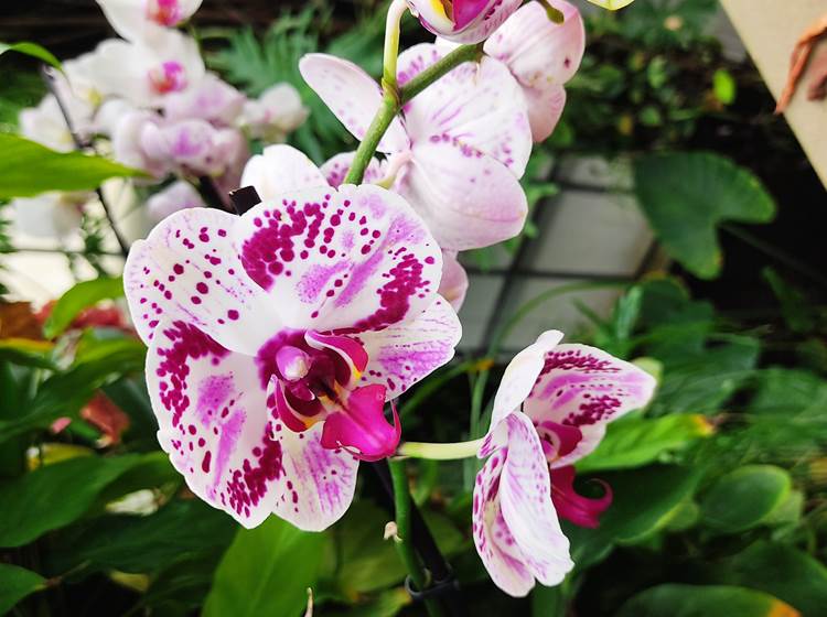 Une belle orchidée