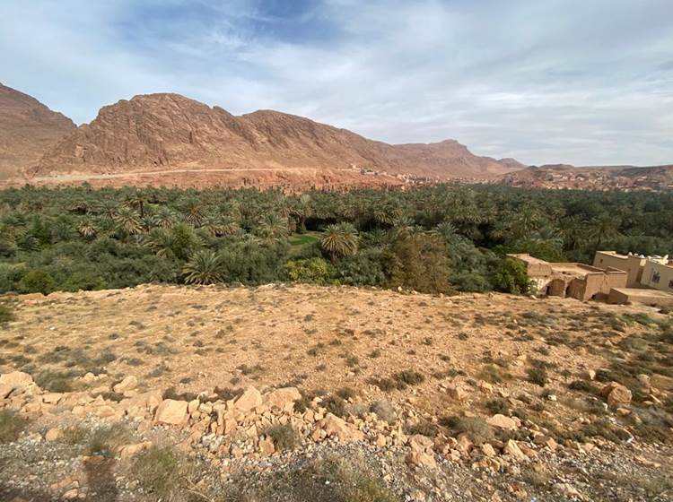 Palmeraie dans les montagnes