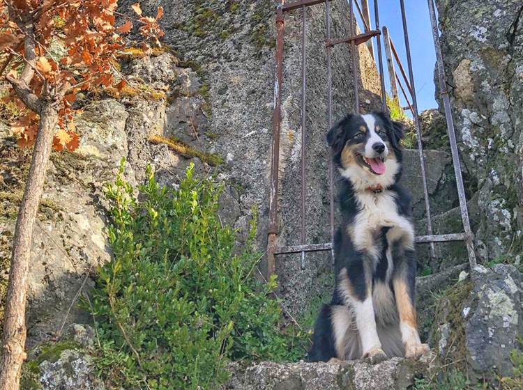 Promenade Cévennes avec-son chien