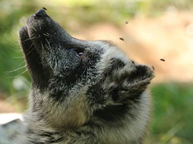 Concours de photographie animalière 2024