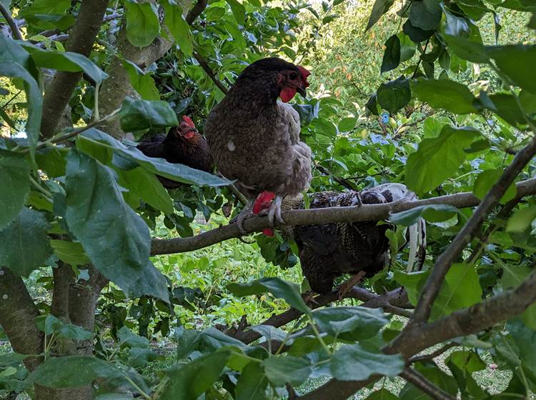 les poules de la maison