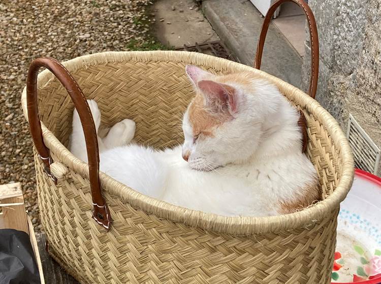 le chat Rio vous accueille à l'Arbre Bleu