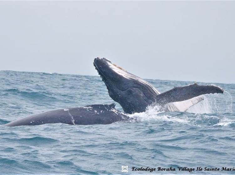 Baleine Boraha VIllage Ile Ste Marie Madagascar 18