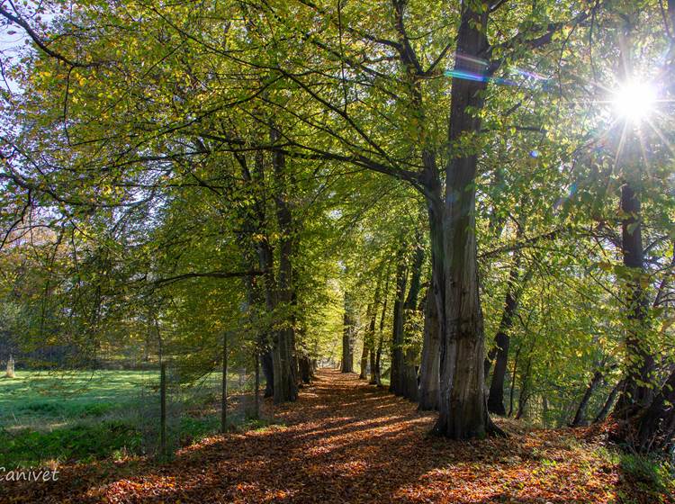 Balade en forêt - photo par F. Canivet