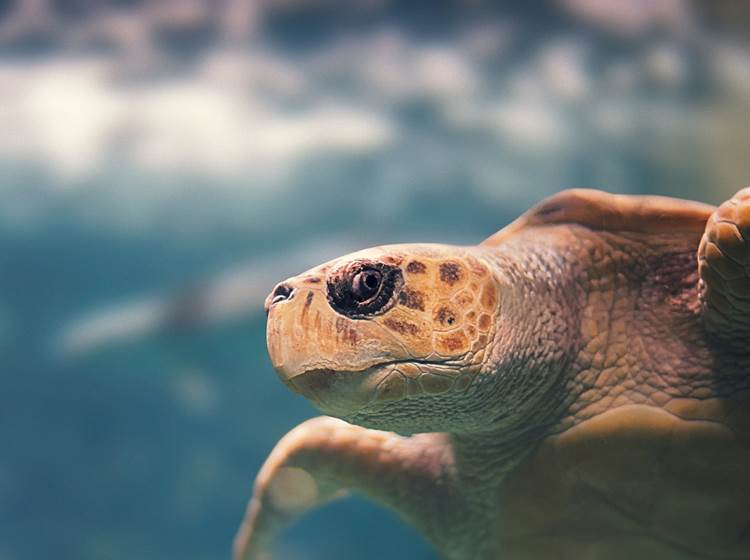 Les Tortues de la réserve Cousteau