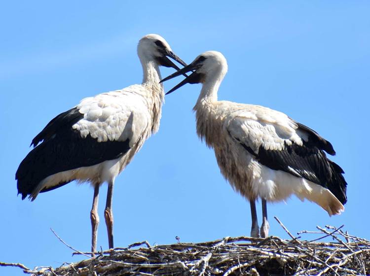 un couple de cigognes on choisi notre village