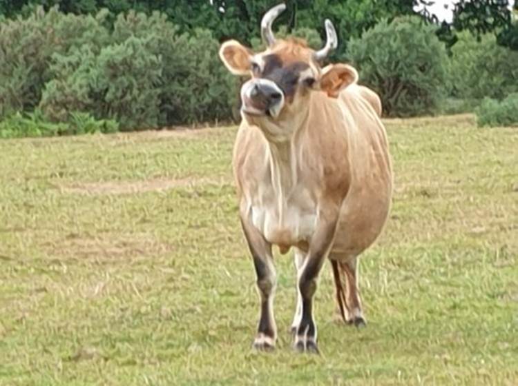Adélie la vache Jersiaise