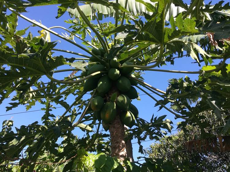 Papayer du jardin de Cazadodo