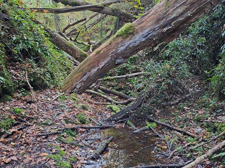 Enchevêtrement d'arbres dans le fond du canyon