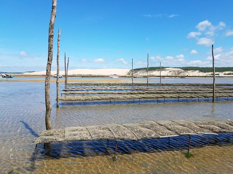 Les parcs à huîtres. Bassin d'Arcachon