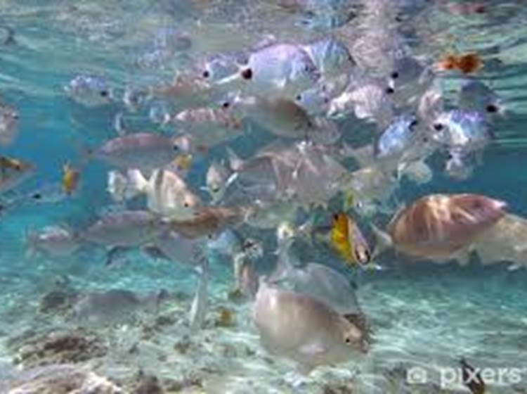 Poissons dans le lagon