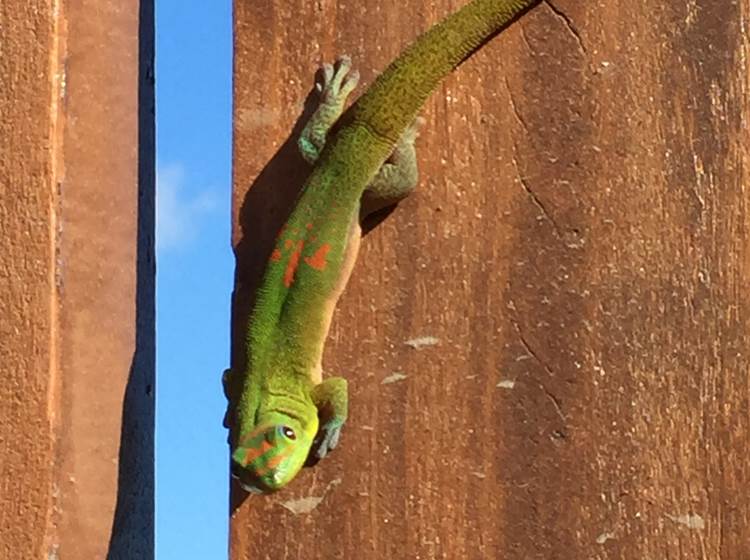 L'Orée du Maïdo - petit gecko vert "je lézarde !"
