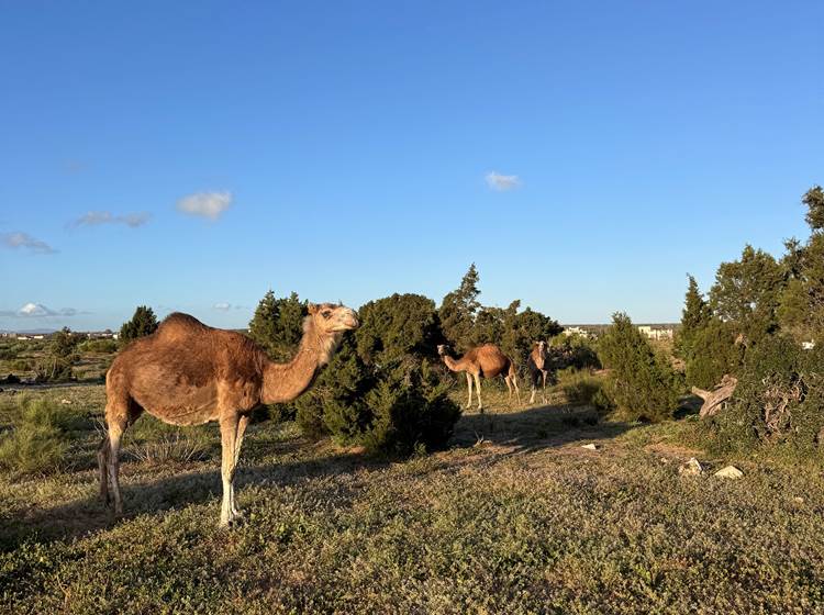 nature walks essaouira