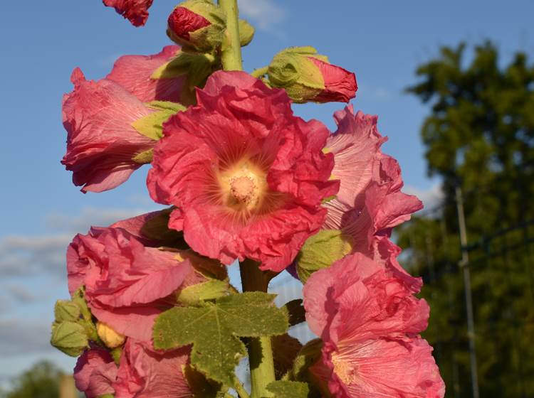 Rose trémière