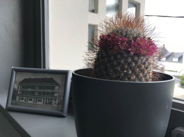 cactus fleuri avec photo du continental