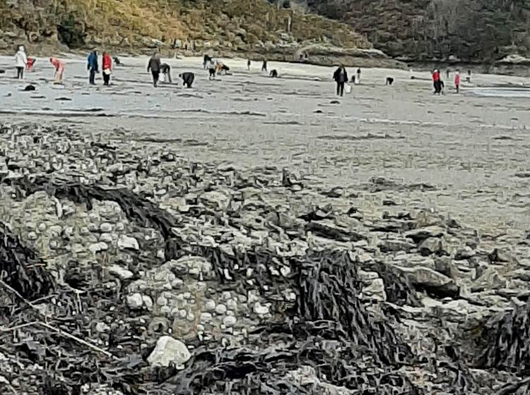 Pêche à pied sur le Bélon Riec sur Bélon