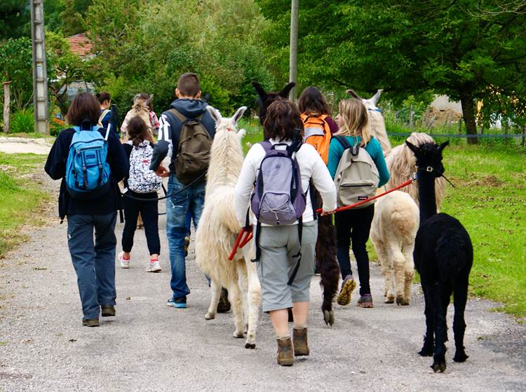 Grande randonnée lama