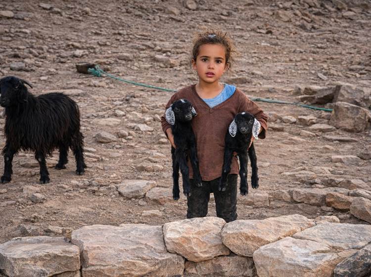 Regroupement de chevreaux