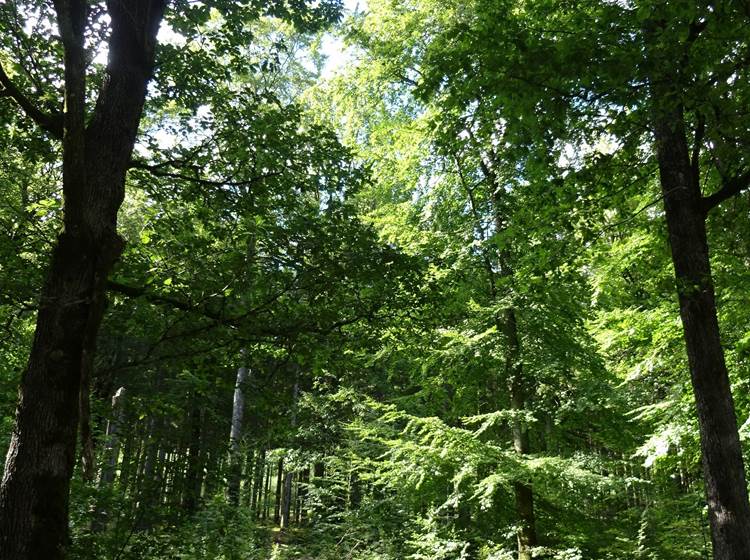 promenade dans les bois à proximité