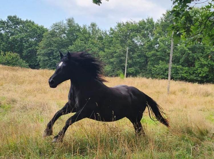 Le cheval noir