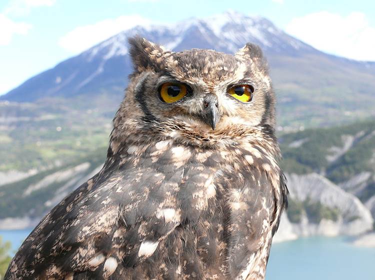 Le Hibou Grand Duc - Parc animalier de Serre-Ponçon