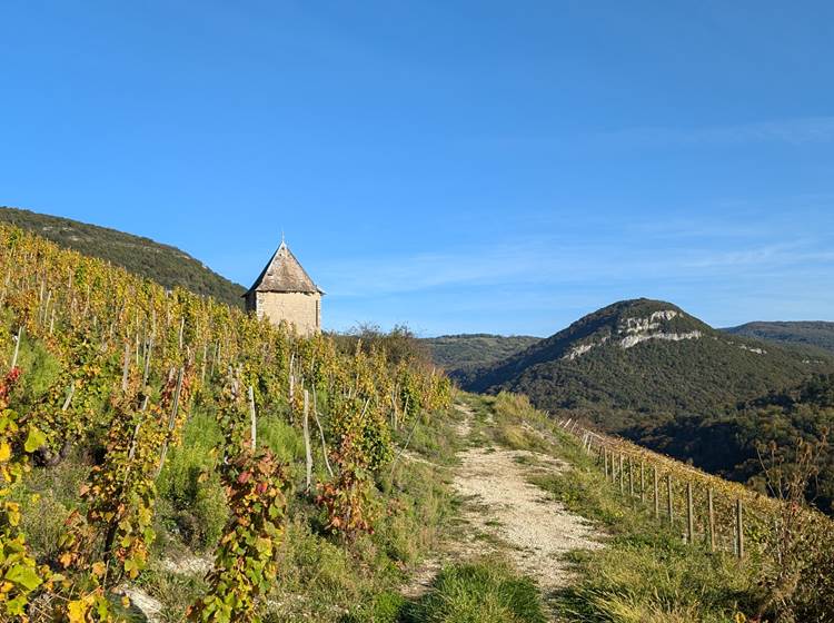 Balade dans les vignes de Montagnieu