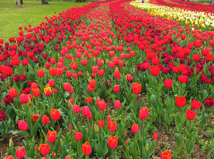 Jardin au Château de Cheverny