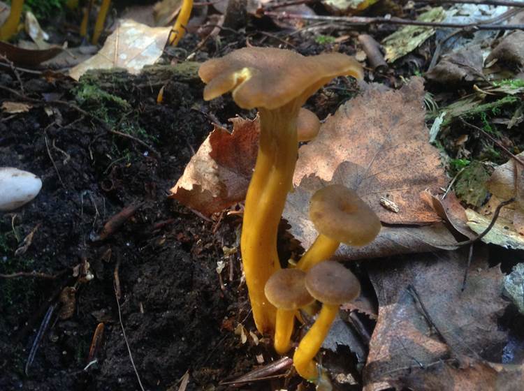 à la découvert des champignons de nos forêts vosgiennes