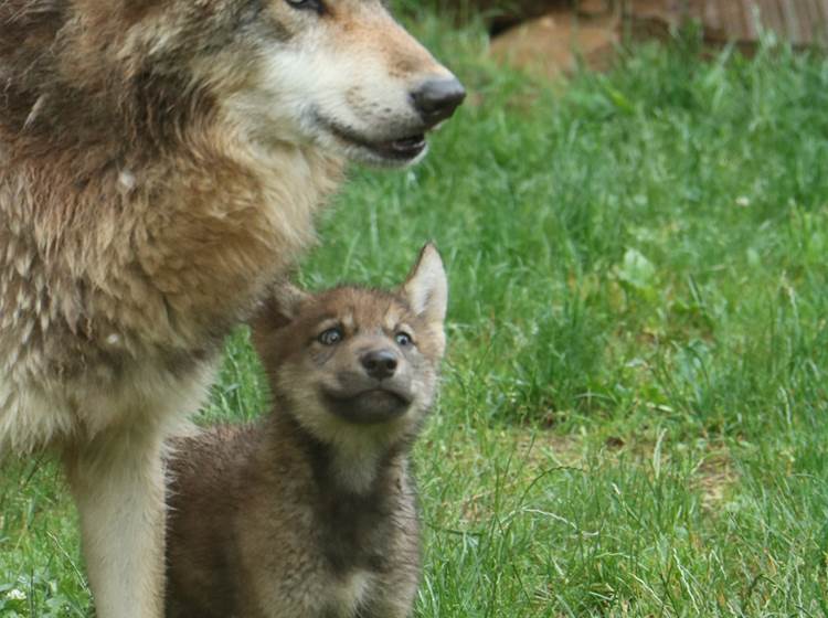 Nourrissage des loups