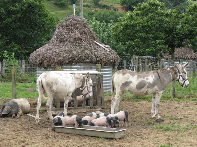 Animaux_nurserie Oteiza de cochons basques