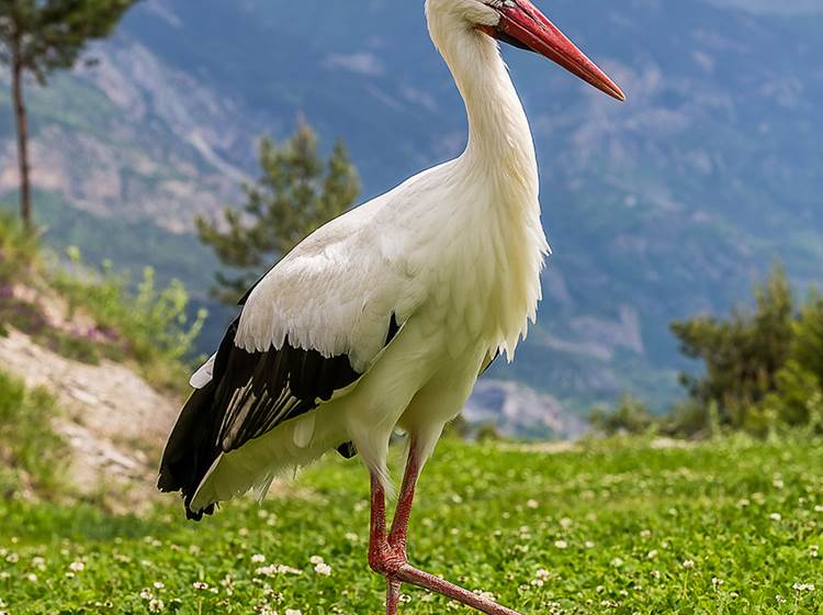 La Cigogne blanche - Parc animalier de Serre-Ponçon