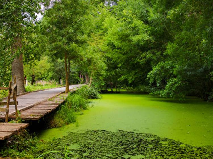 Marais Poitevin-Séjour Atypique-Belle demeure