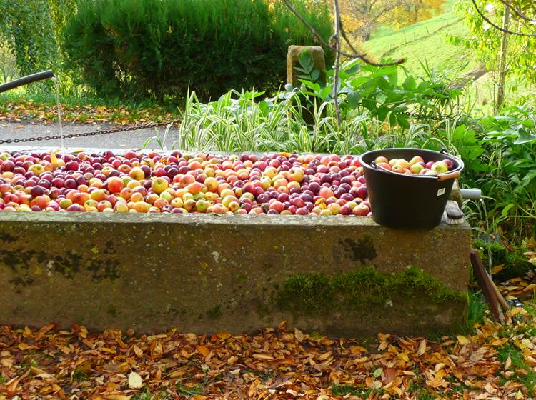 Jus de pomme bio maison