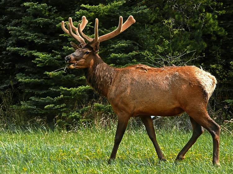 Brâme du cerf